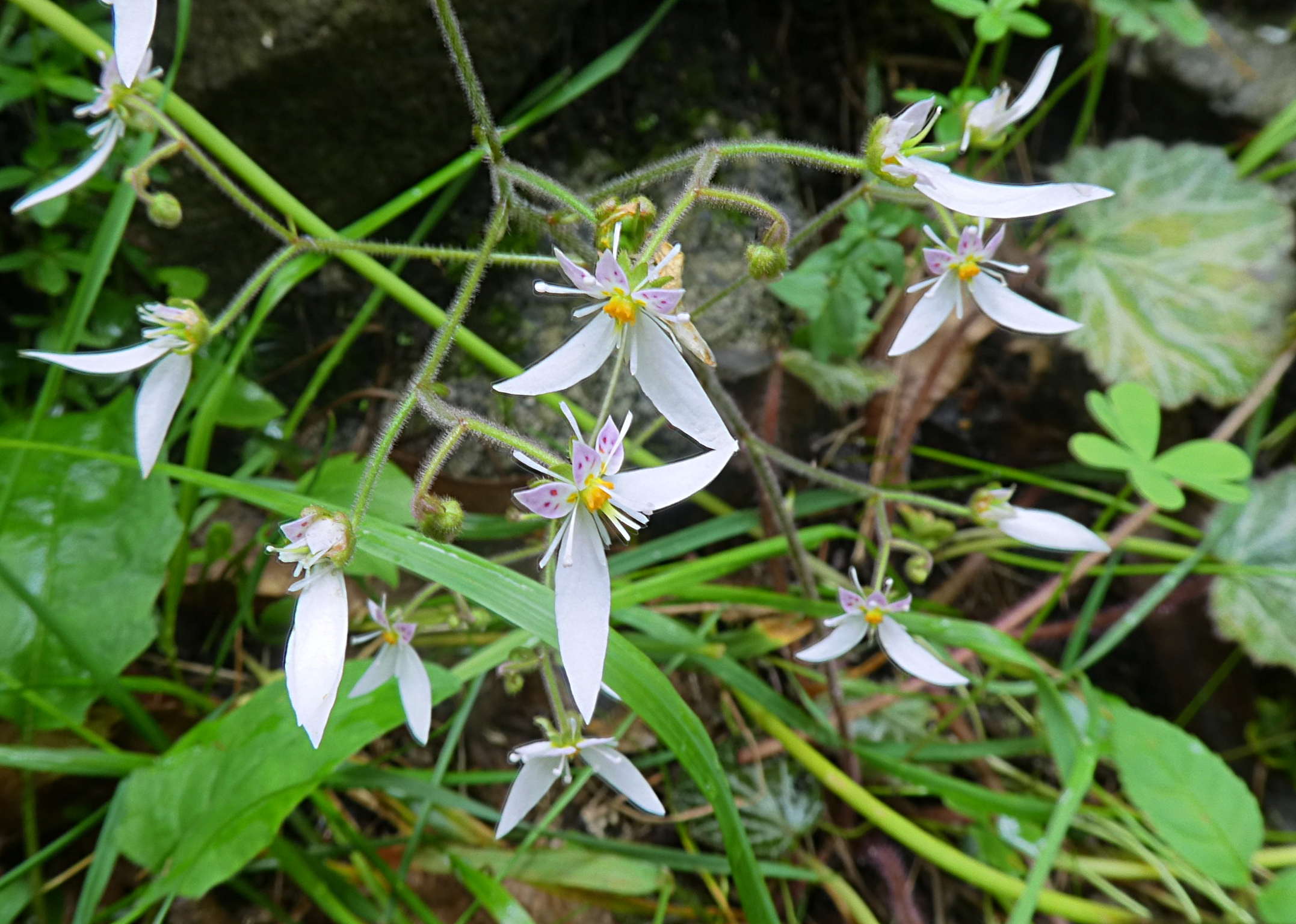 Saxifraga stolonifera  / Sassifraga stolonifera